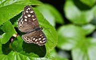 Speckled Wood (Pararge aegeria)